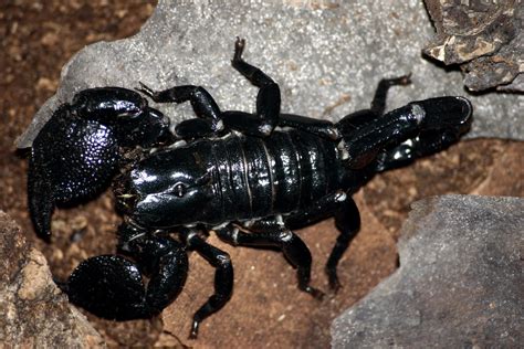 Fileemporer Scorpion Wikimedia Commons