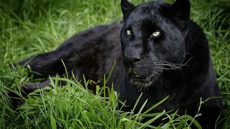 Cool Panther Images Animal Animals Black Panther Photo