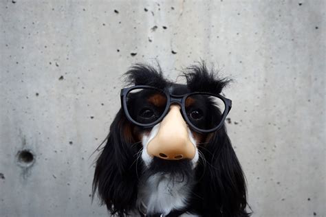Dog Wearing Funny Mask With Glasses Image Free Stock Photo Public Domain Photo Cc0 Images