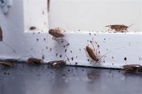 Cockroach Exterminator Roach Treatment In Lubbock Tx