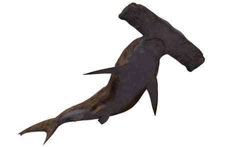 Collection Of Hammerhead Shark Png Hd Pluspng