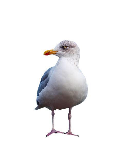 Gull Standing Png Image Purepng Free Transparent Cc0 Png Image Library
