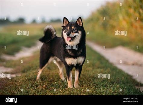 Brushwood Dog Hi Res Stock Photography And Images Alamy