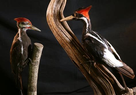 Are There Any Ivory Billed Woodpeckers Left