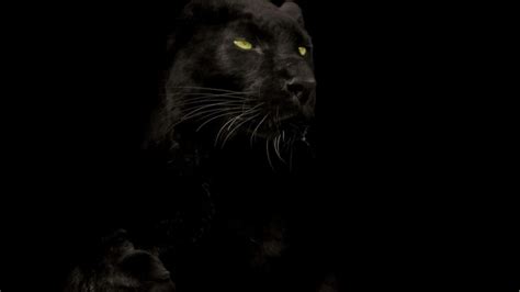 Black Panther Animal Wallpapers Top Free Black Panther Animal