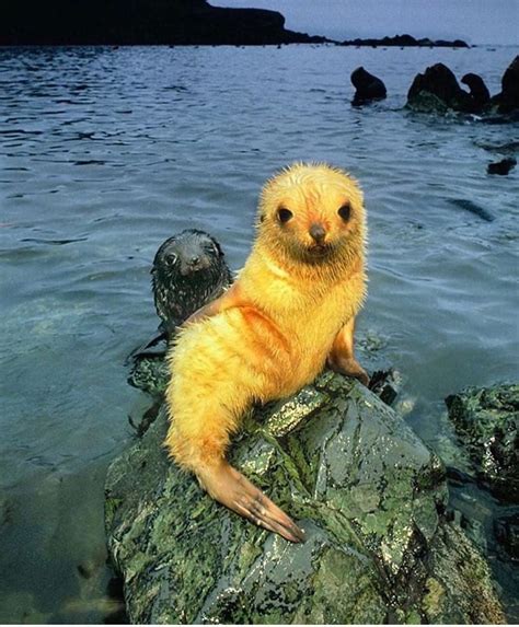 Extremely Rare Blonde Seal Cub Rwaterkitten