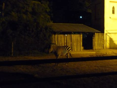 Amo Buenos Aires Al Zoológico De Noche