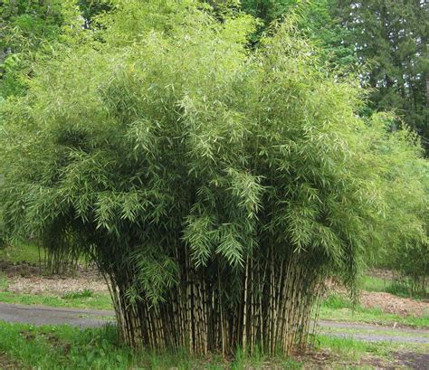 Fargesia Robusta Bamboo Select Green Screen Non Invasive Bamboo