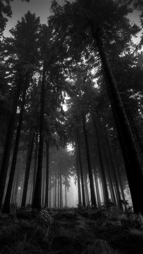 Aesthetic Black And White Forest Wallpaper Mural Wall