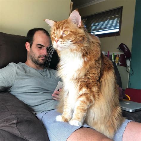 Omar Die Weltweit Größte Maine Coon Katze Ist 120 Cm Lang Dashaus Tipps