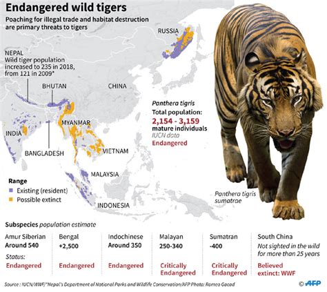 Why Tiger Populations Are Endangered
