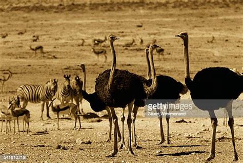 Ostrich And Zebra Photos And Premium High Res Pictures Getty Images