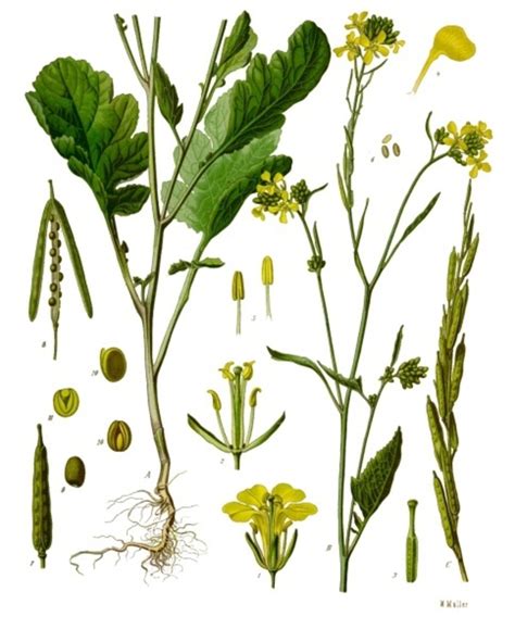 Common Name Black Mustard Scientific Name Brassica Nigra