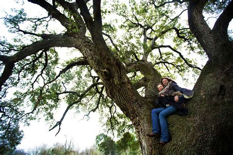 State Redesigns Road To Save Ancient Oak Trees