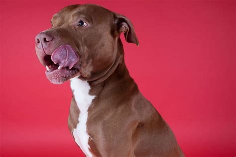 Cane Corso Pitbull Mix Pit Corso Dog Breed Guide