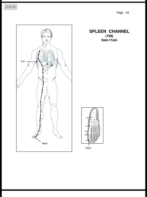 Spleen Meridian Acupuncture Body Pressure Points Acupunture