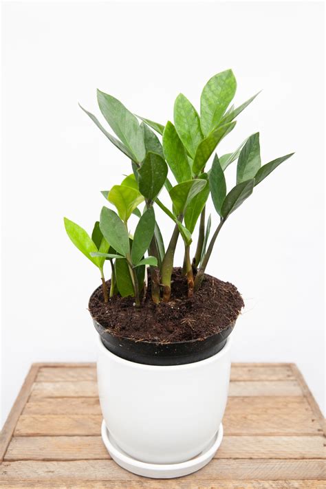 ZZ Plant 6″ | Salisbury Grow Store