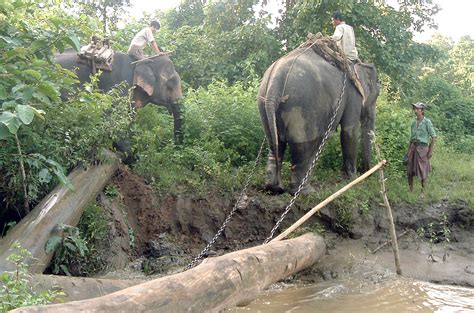 the surprising lives of myanmar s logging elephants big think