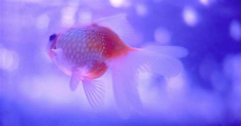 Everything You Need To Know About A Pregnant Goldfish