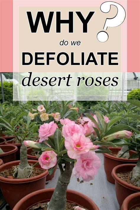Pin On Adenium Desert Rose Bonsai Plant