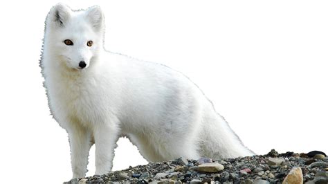 30 Arctic Fox Transparent Png Images Free Transparent