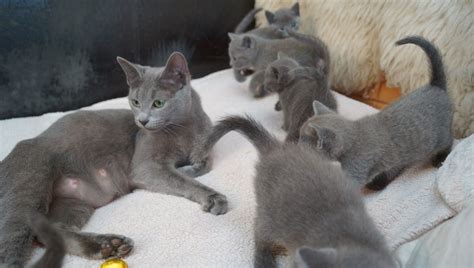 Kuwait Cats And Kittens For Sale