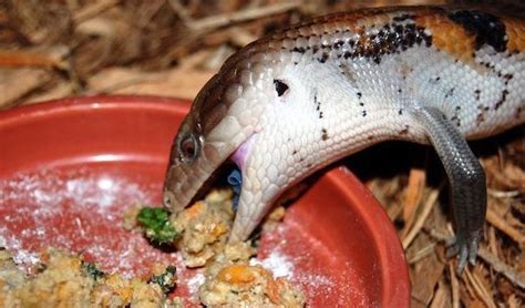 5 BEST Pet Reptiles for Beginners & Kids to Own + are Easy ...