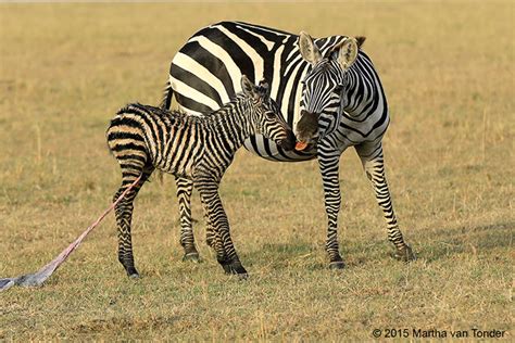 A Zebra Birth Africa Geographic