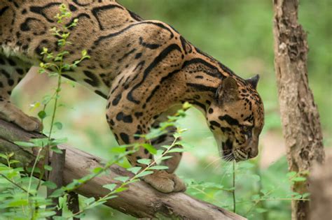 Clouded Leopard Species Facts Conservation Bigcatswildcats