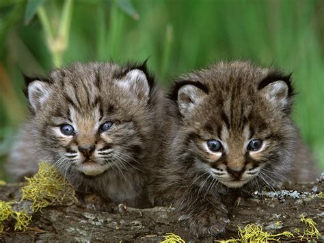 A Pair Of Cute Kittens Wallpapers And Images Wallpapers Pictures Photos