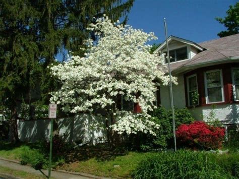 Ornamental Trees For Planting Close To Houses Landscaping Around
