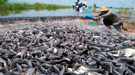 Amazing Fishing A Lot Of Catch Catfish On The Road In Flood Water By