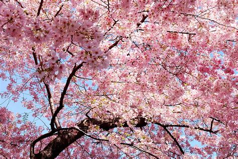 Hd Wallpaper Beautiful Branch East Japan Nature Petals Pink