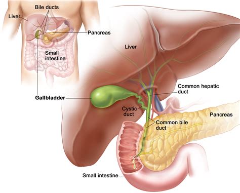 Gallbladder Location And Function Of Gallbladder