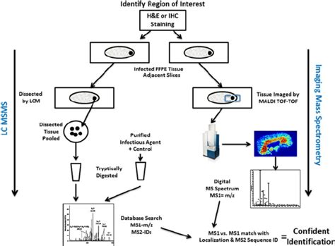 Overview Of The Proteomics Strategy For Biomarker Discovery Abscesses