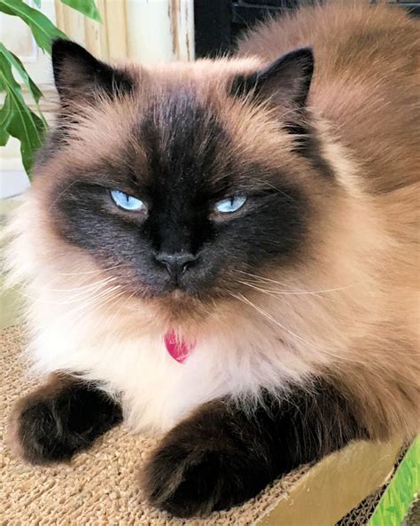 Finn Seal Point Ragdoll Cat Ragdoll Cat Cats Ragdoll