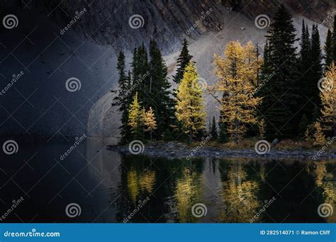 Autumn Larch Trees In Fall Colours Reflecting On A Mountain Lake In The