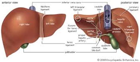 4k00:12ct scan axial view for diagnosis abdominal aortic aneurysm an abdominal aortic aneurysm is a localized enlargement of the abdominal aorta such that the diameter is greater than 3 cm. Anatomy of the Liver | Health Life Media