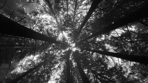 Feel free to use these aesthetic black and white laptop images as a background for your pc laptop android phone iphone or tablet. Worm's Eye View Of Trees In The Forest HD Black Aesthetic Wallpapers | HD Wallpapers | ID #45560