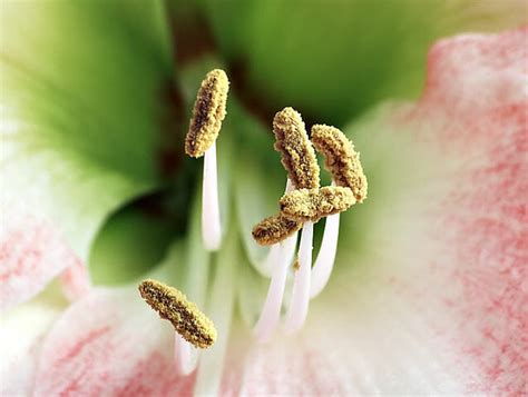 Stamen Definition And Function Biology Dictionary