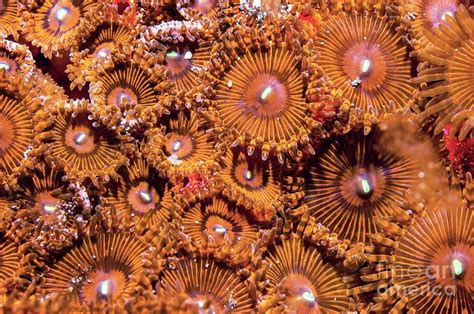 Protopalythoa Zoanthid Anemones Photograph By Georgette Douwma Science Photo Library