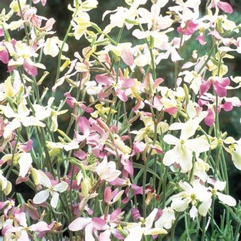 Night Scented Stock Seeds Evening Fragrance View All