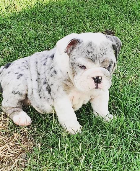202 condos for sale in san antonio, tx. English Bulldog Puppies For Sale | San Antonio, TX #332978