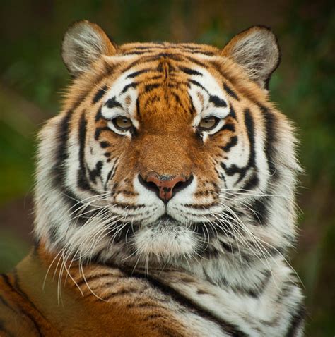 It's the same thing with big cats, bass says. Wild Cats: The Tiger - kimcampion.com