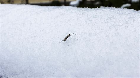 When Do Mosquitos Come Out Understanding The Timing Of Mosquito Season Ecolifely