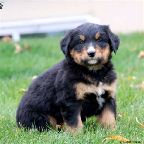 Bernese Mountain Dog Mix Puppies For Sale Greenfield Puppies