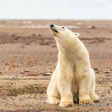 Usa Alaska Barter Island Kaktovik Polar Bear Eisbär Rottmar