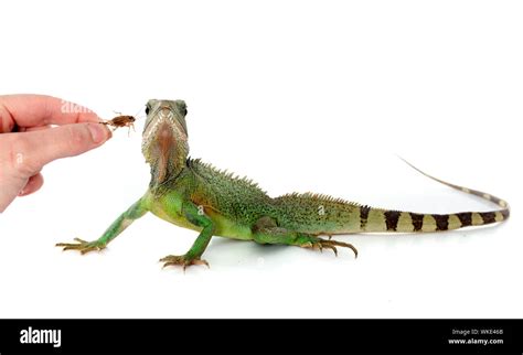 Chinese Water Dragon Eating In Front Of White Background Stock Photo