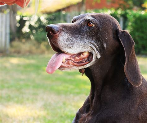 The Advantages Of Adopting A Senior Pet Hartz