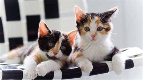Why Are Calico Cats Almost Always Female And Always Look
